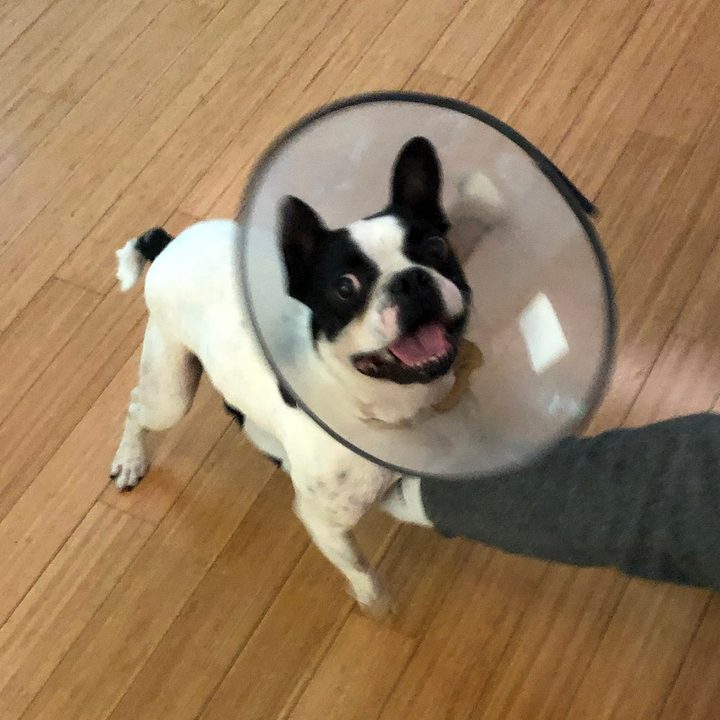 Yilmaz Bora's French Bulldog, Ace.