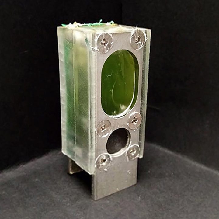 The biological photovoltaic cell uses Synechocystis algae to harvest energy from the sun.