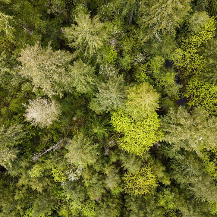 Spring forest viewed from the sky.