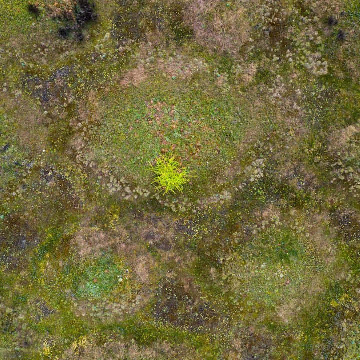 Top down view of a prairie with a single tree on a hill.
