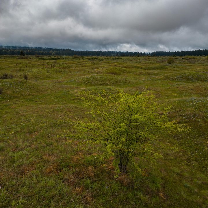 A tree on a wide prairie in spring.