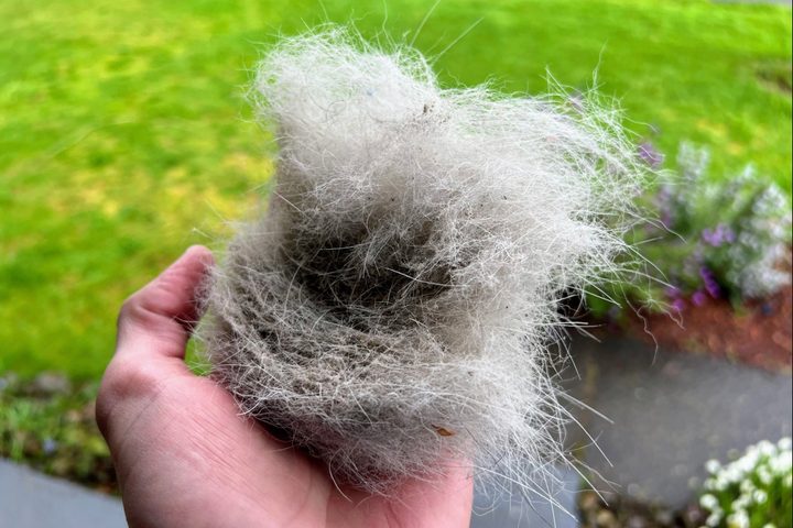 The Roborock S7 MaxV Ultra left behind a fist-sized clump of fur in a small carpet.