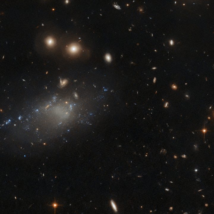 The ultra-diffuse galaxy GAMA 526784 appears as a tenuous patch of light in this image from the NASA/ESA Hubble Space Telescope. This wispy object resides in the constellation Hydra, roughly four billion light-years from Earth. Ultra-diffuse galaxies such as GAMA 526784 have a number of peculiarities. For example, they can have either very low or high amounts of dark matter, the invisible substance thought to make up the majority of matter in the universe. Observations of ultra-diffuse galaxies found some with an almost complete lack of dark matter, whereas others consist of almost nothing but dark matter. Another oddity of this class of galaxies is their unusual abundance of bright globular clusters, something not observed in other types of galaxies.