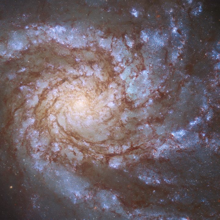 The magnificent spiral galaxy M99 fills the frame in this image from the NASA/ESA Hubble Space Telescope.