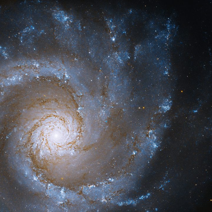 The Grand Design Spiral, NGC 3631.