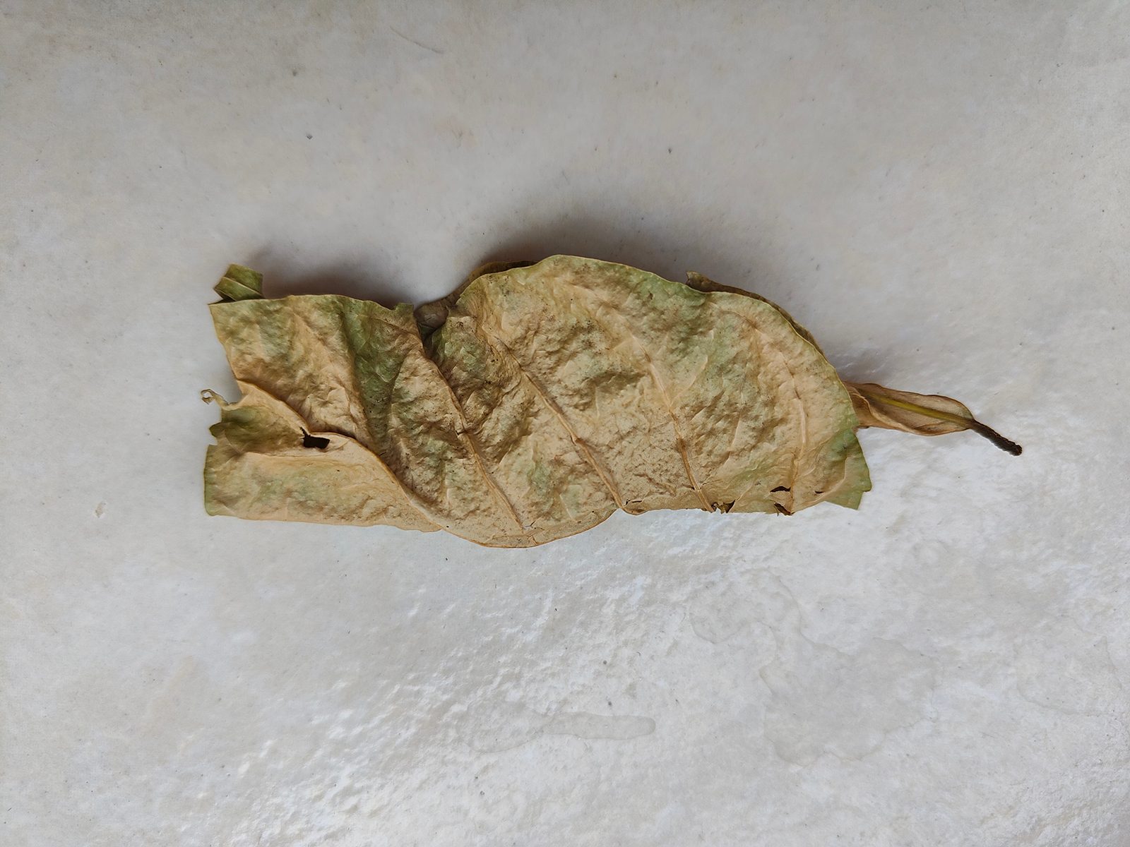 A wilted dead dried leaf on a white surface photographed with the Realme GT 2 Pro's primary 50MP camera.