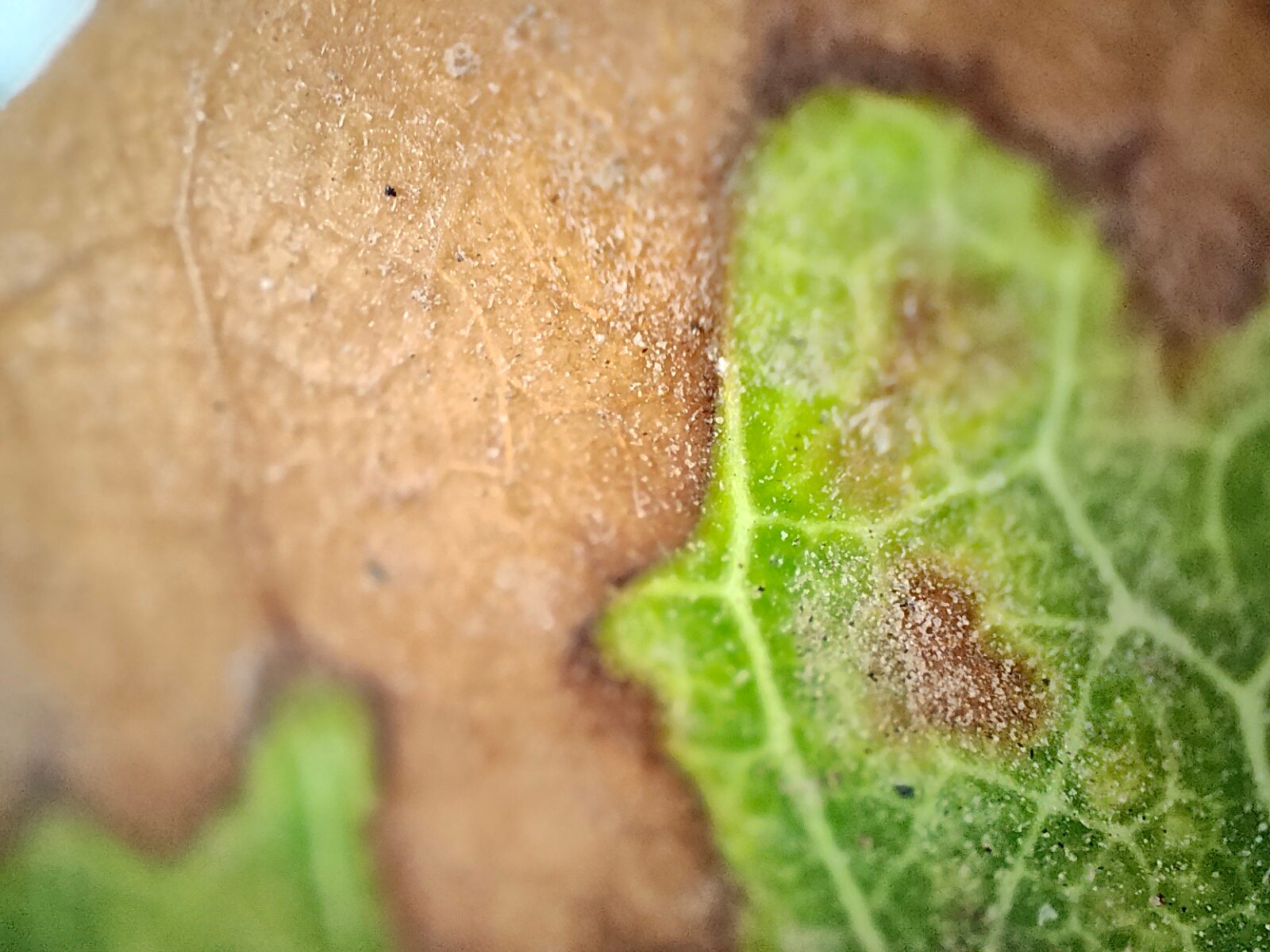 Macro view of ridged of a decaying leaf in brown and green colors photographed with the Realme GT 2 Pro's microscope camera.