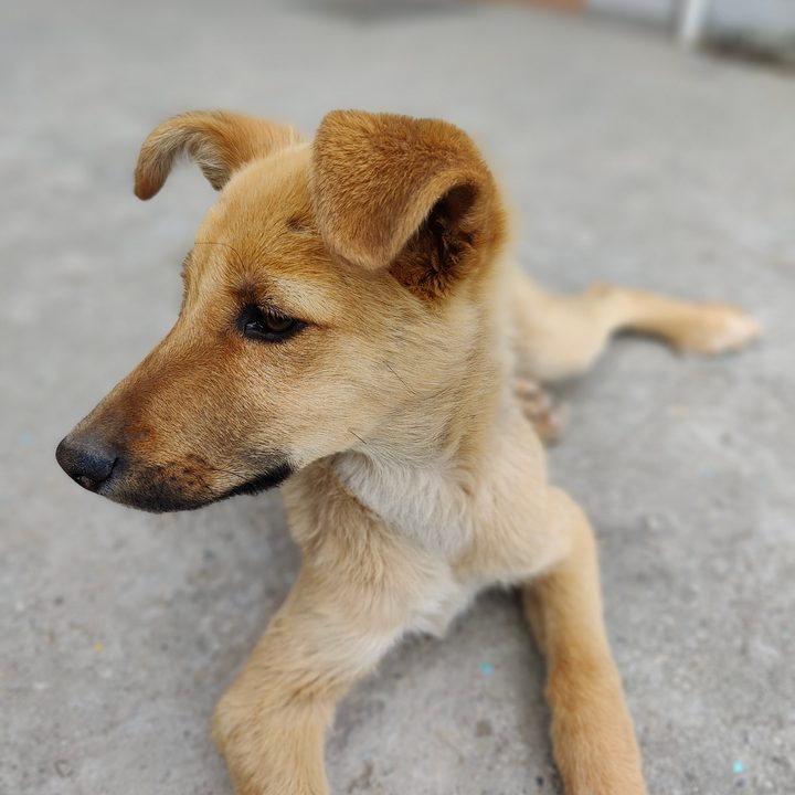 Portrait mode sample shot by OnePlus 10 Pro