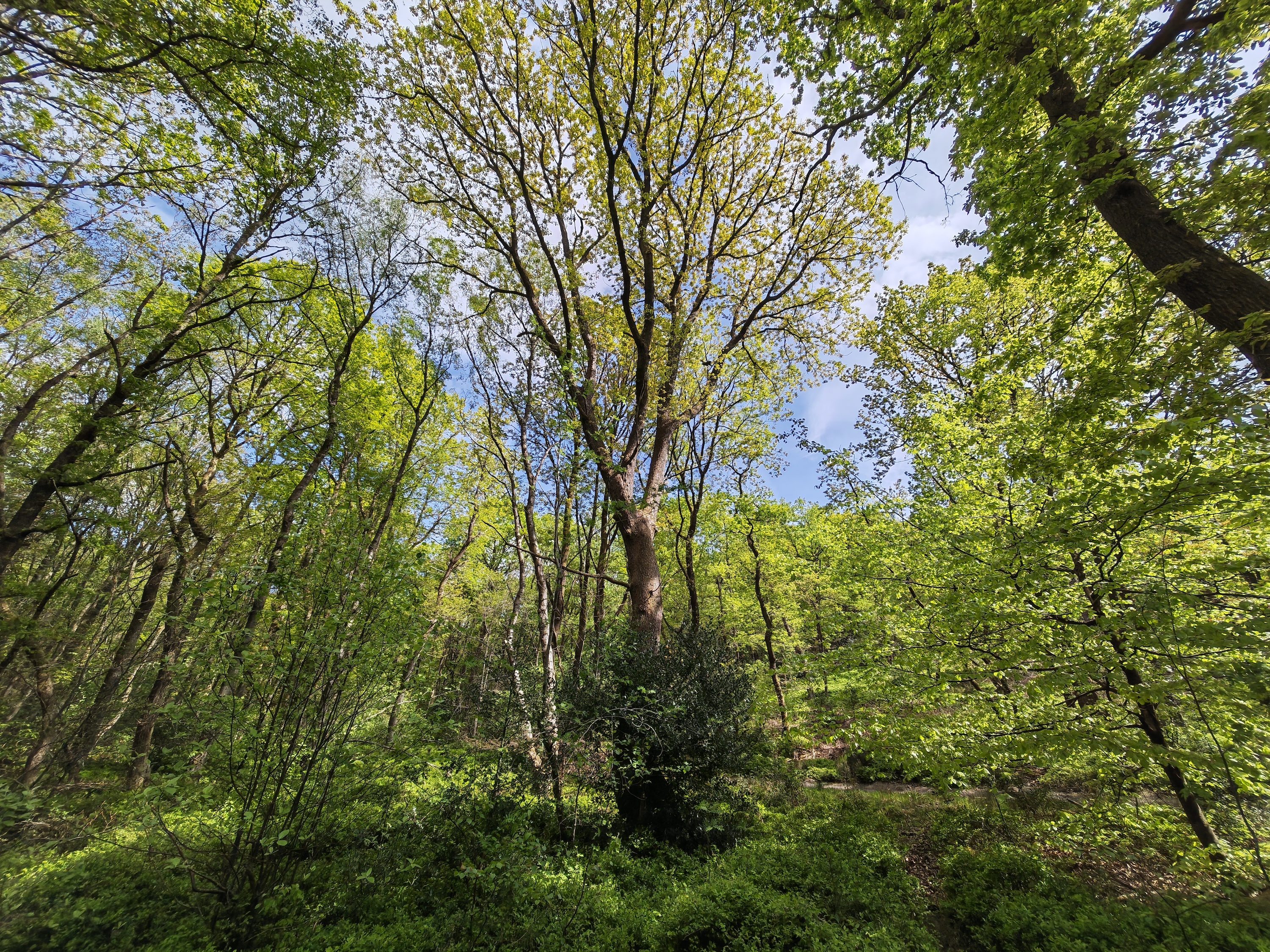 Photo of trees taken with the Honor Magic4 Pro.