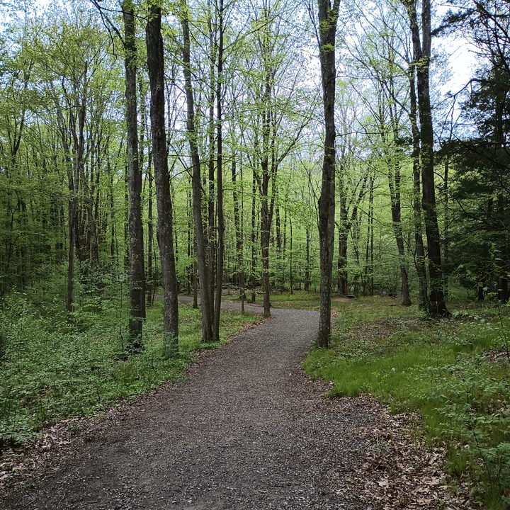 A path through the trees in the woods