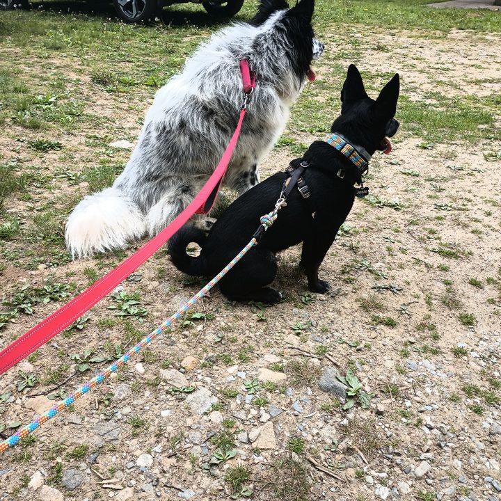 Two dogs sitting on the ground on leashes