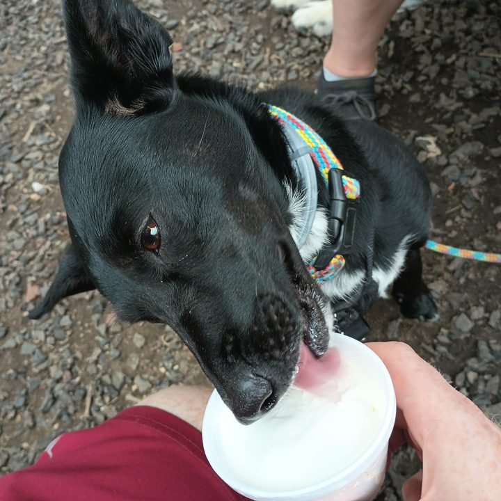 A dogging eating ice cream from a cup
