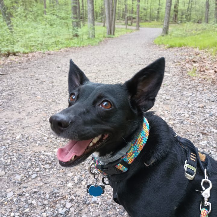 A dog sitting on a path in the woods