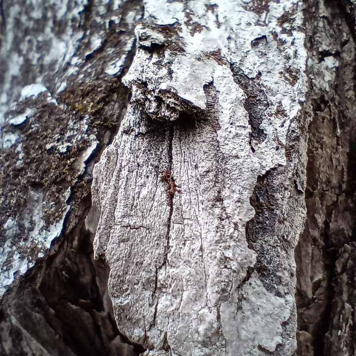 A closeup of tree bark