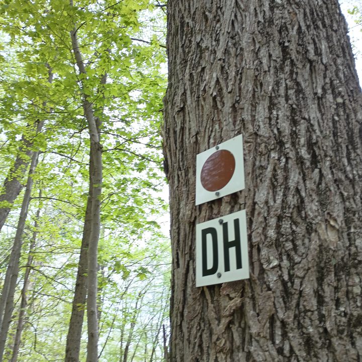 A trail marker sign on a tree in the woods