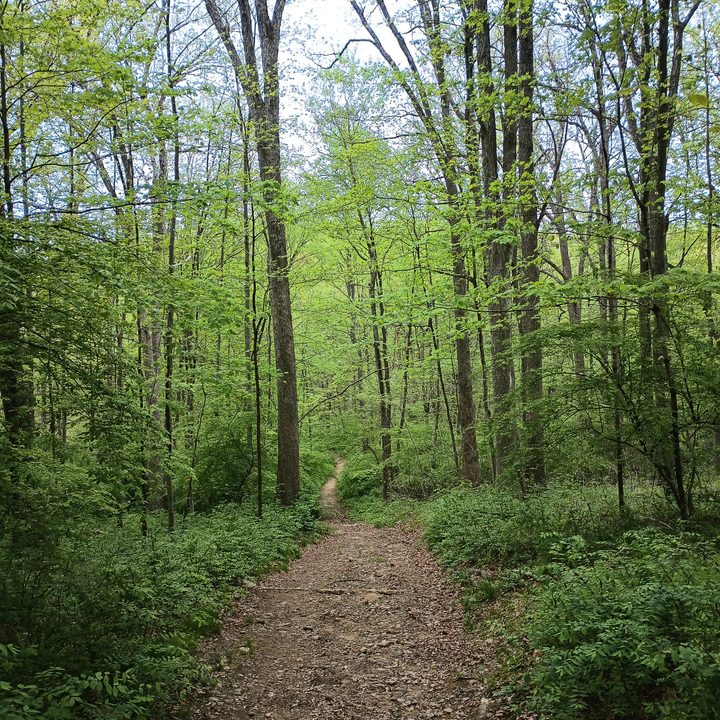A long winding path in the woods