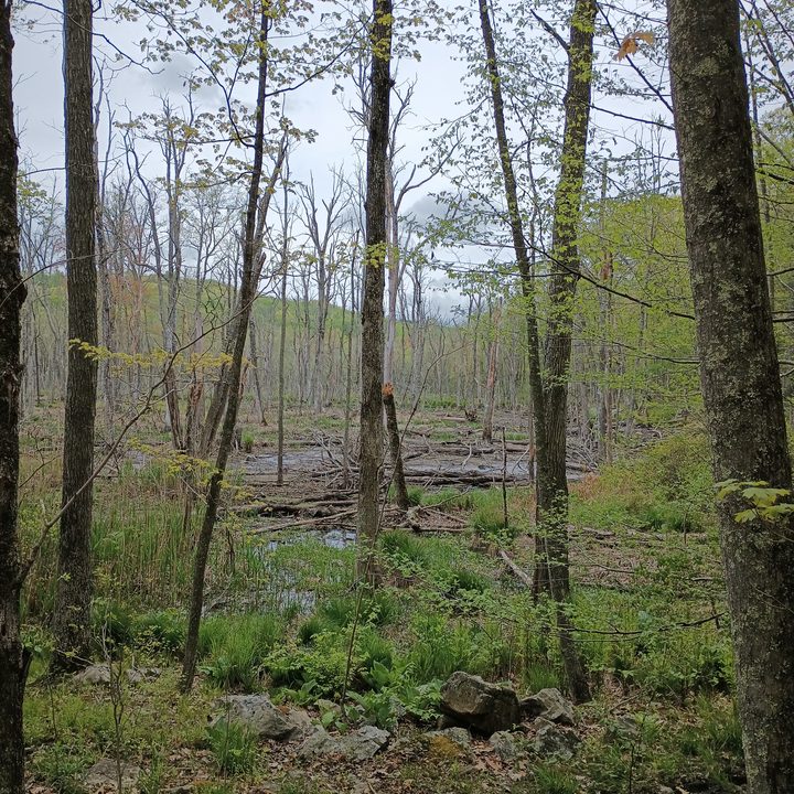 A swamp through the trees in the woods