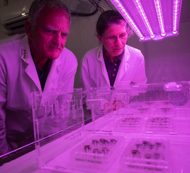 Scientists observing the plant growth experiment.