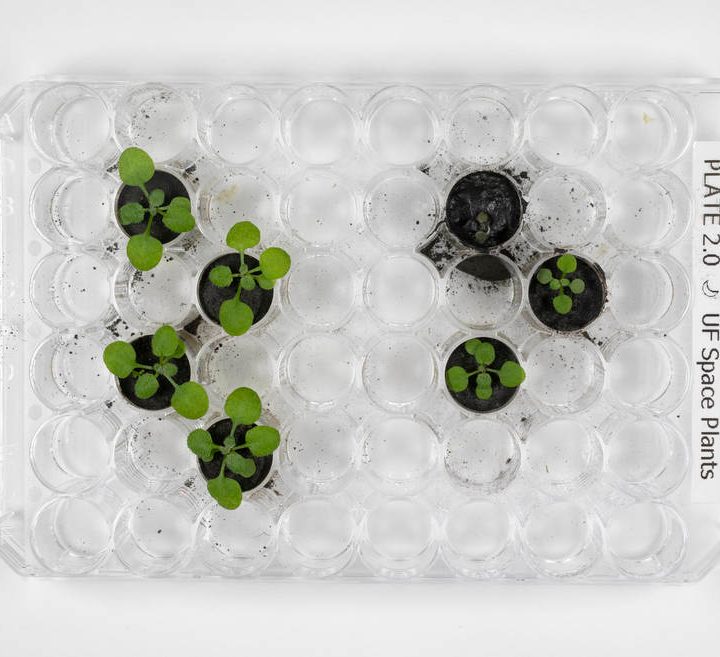 Plants growing in lunar soil.