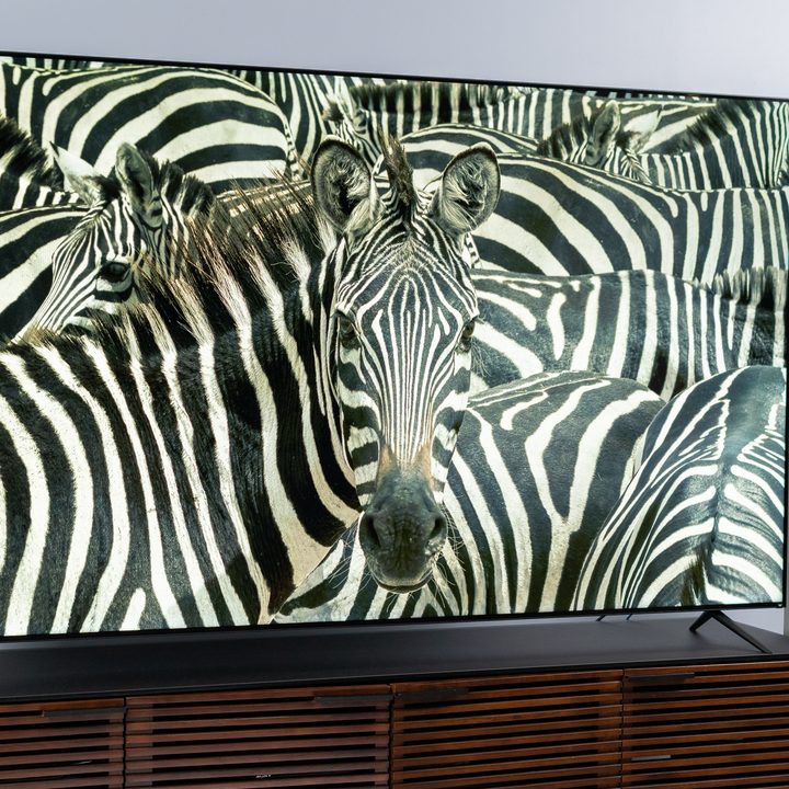 A zebra on the Vizio 85 P-Series Quantum X's screen.