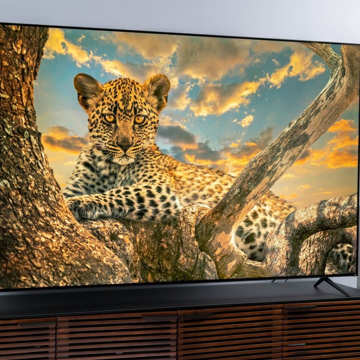 Baby cheetah on the Vizio 85 P-Series Quantum X's screen.
