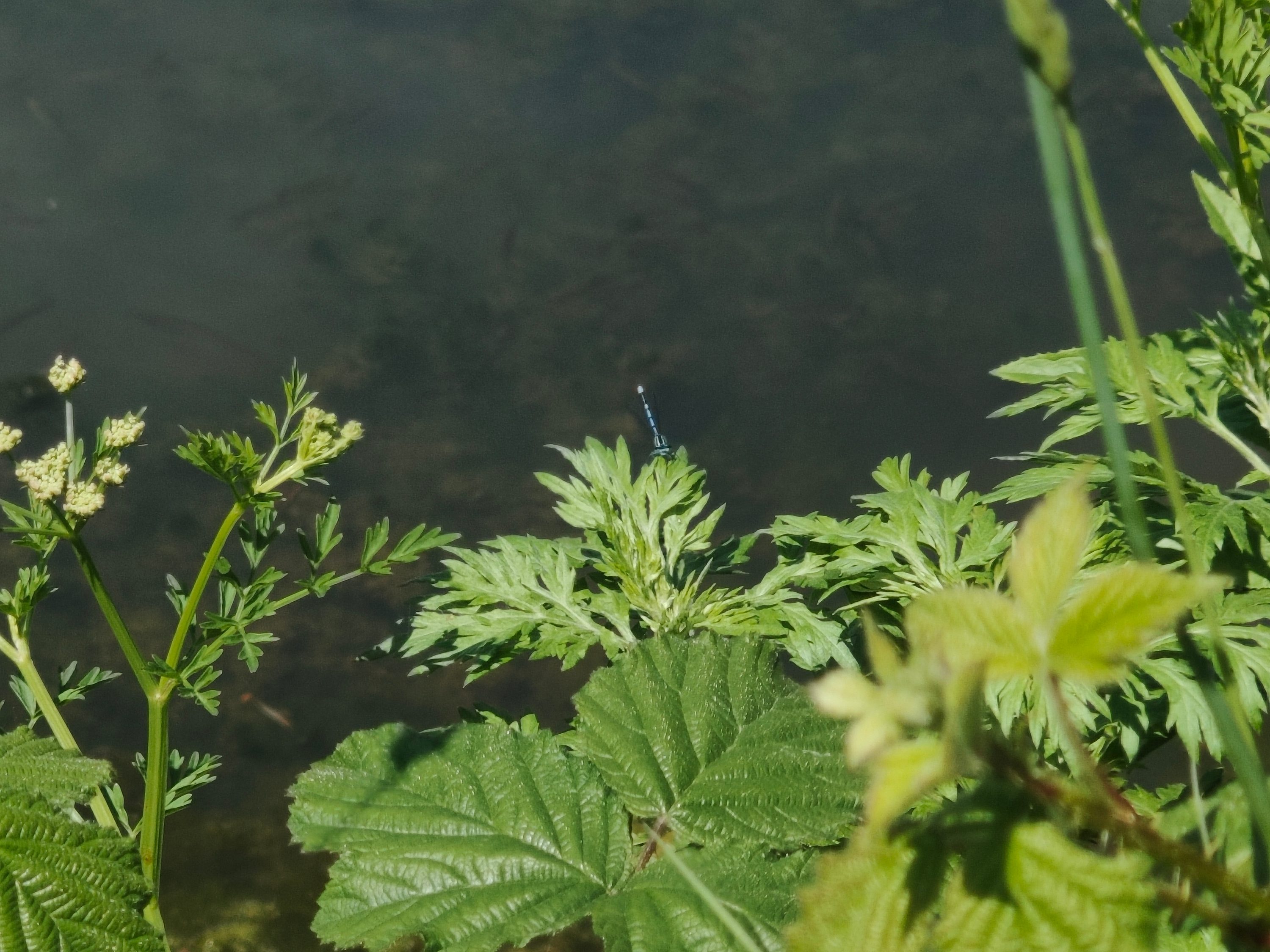Vivo X80 Pro 5x zoom photo of a damselfly.