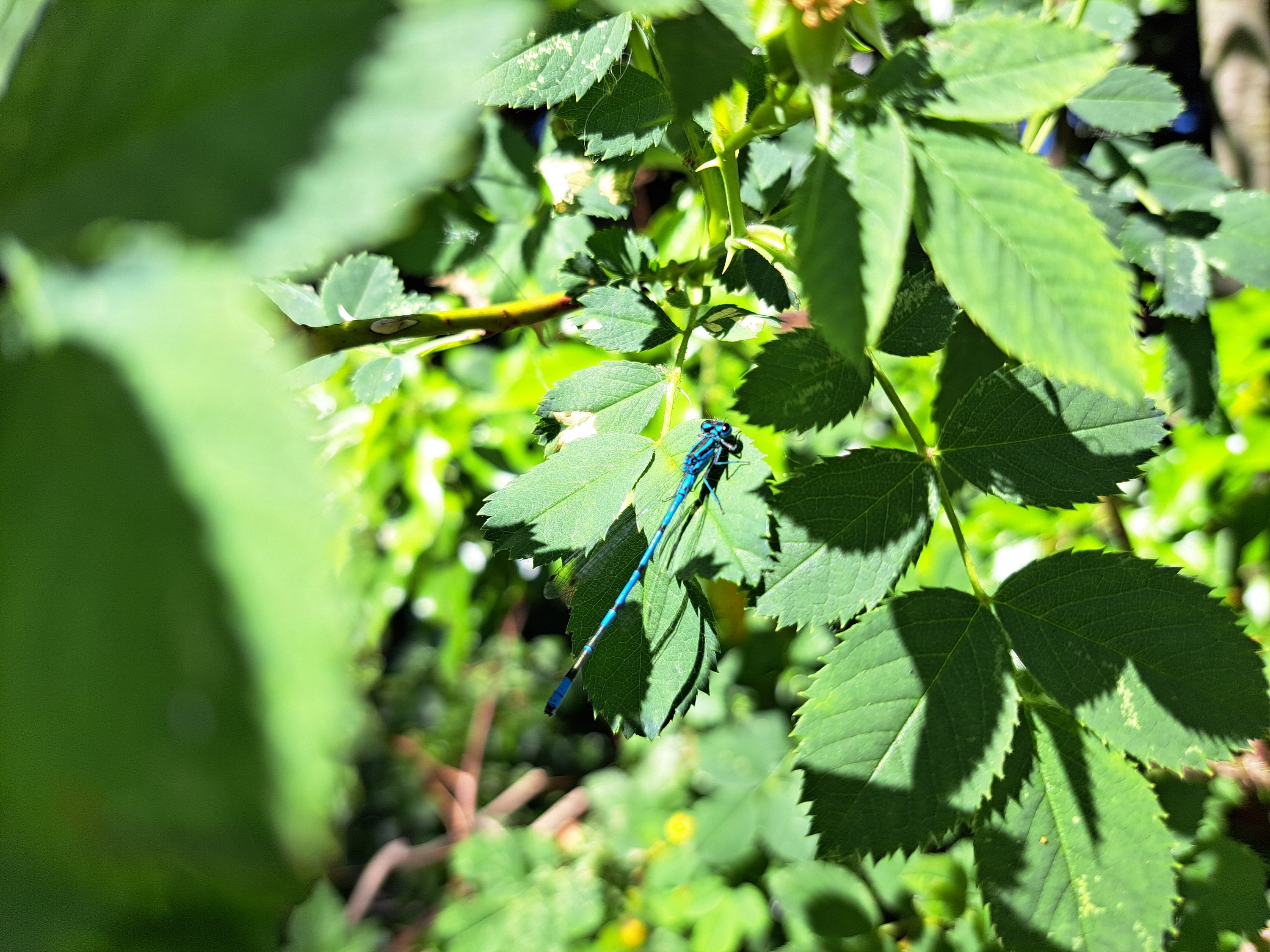 Photo of an insect taken with the Samsung Galaxy A53 5G.