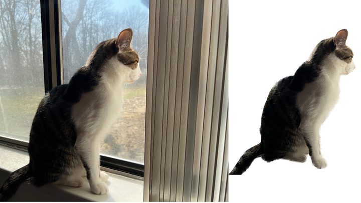 Cat looking out of the window with and without bnackground