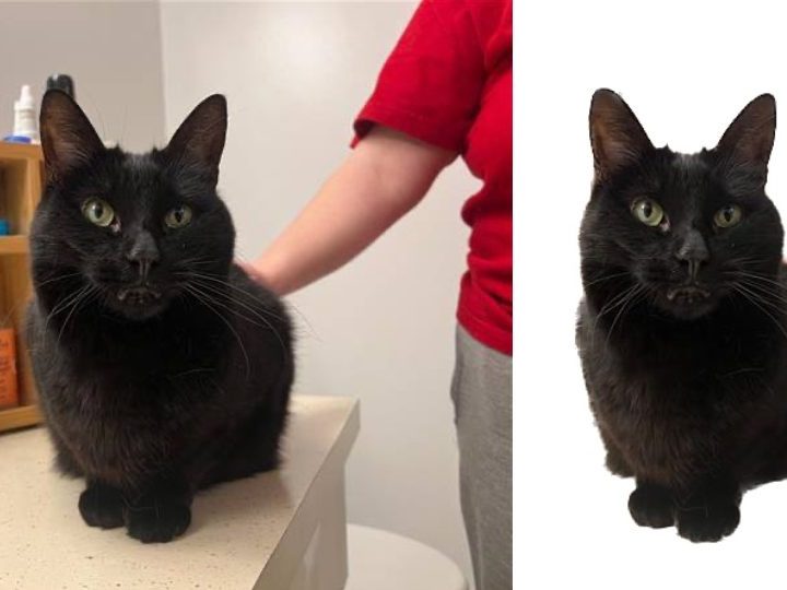 Cat sitting on a table.