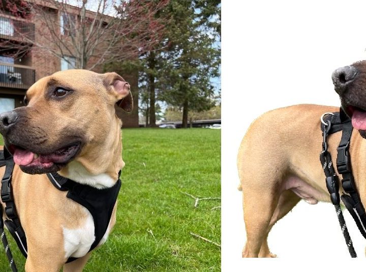 A dog with tounge out with and without background.