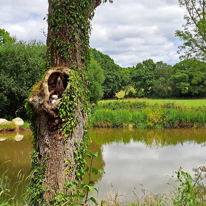 samsung galaxy a53 vs iphone se 2022 camera test zoom tree