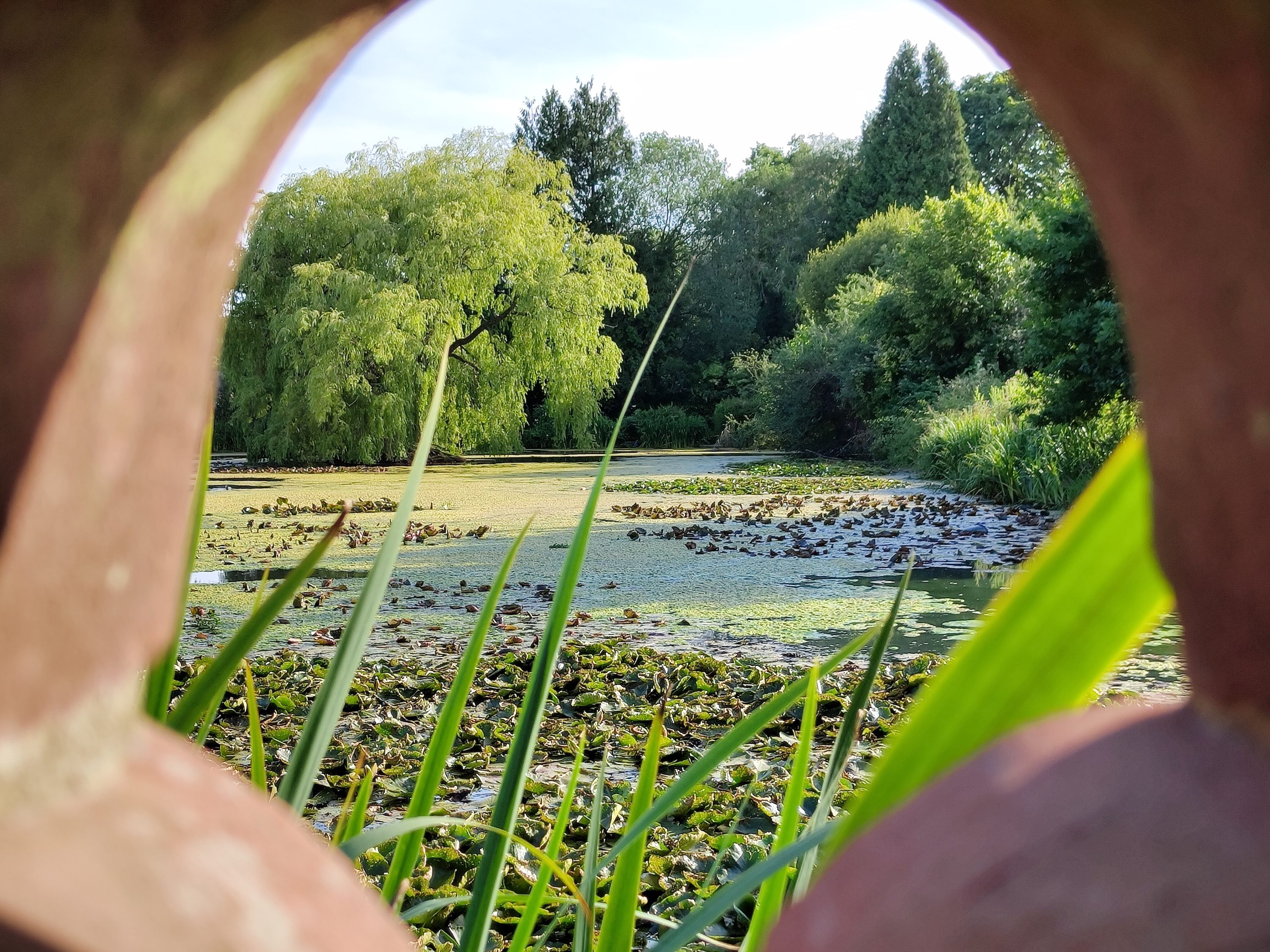 Zoom photo of a pond taken with the Nothing Phone 1.