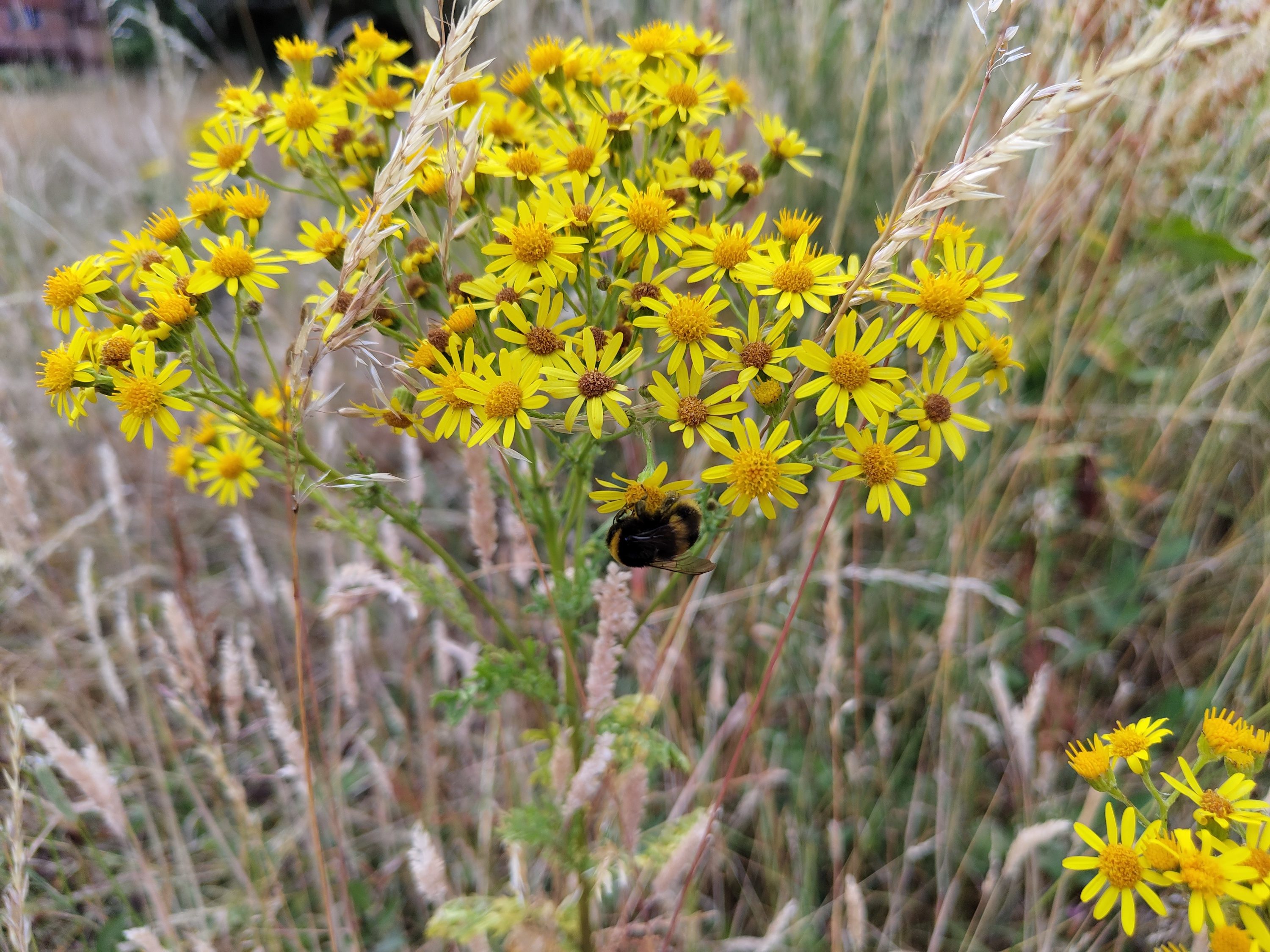 Photo of a bee and flower taken with the Nothing Phone 1.