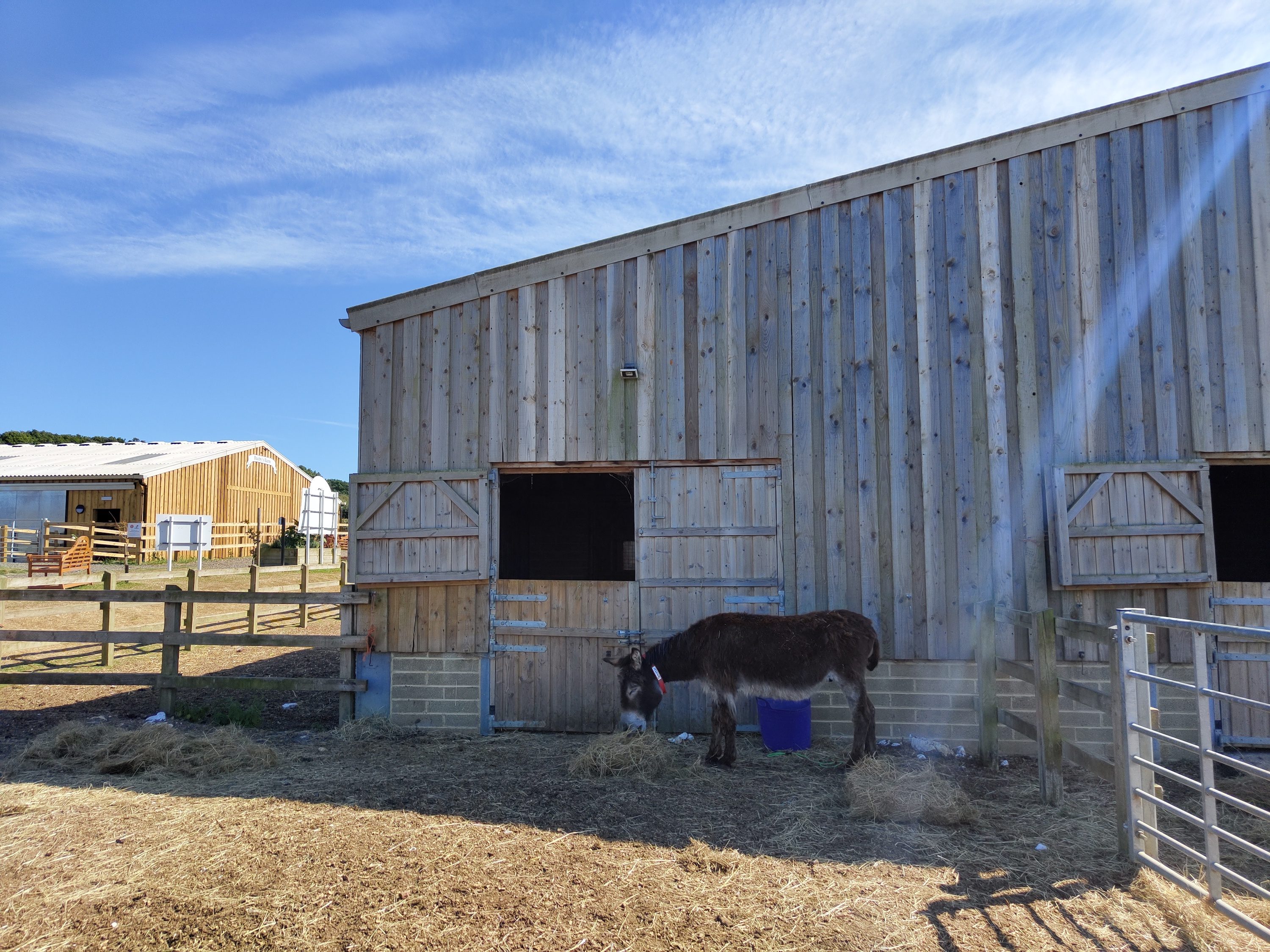 Photo of a donkey taken with the Nothing Phone 1.