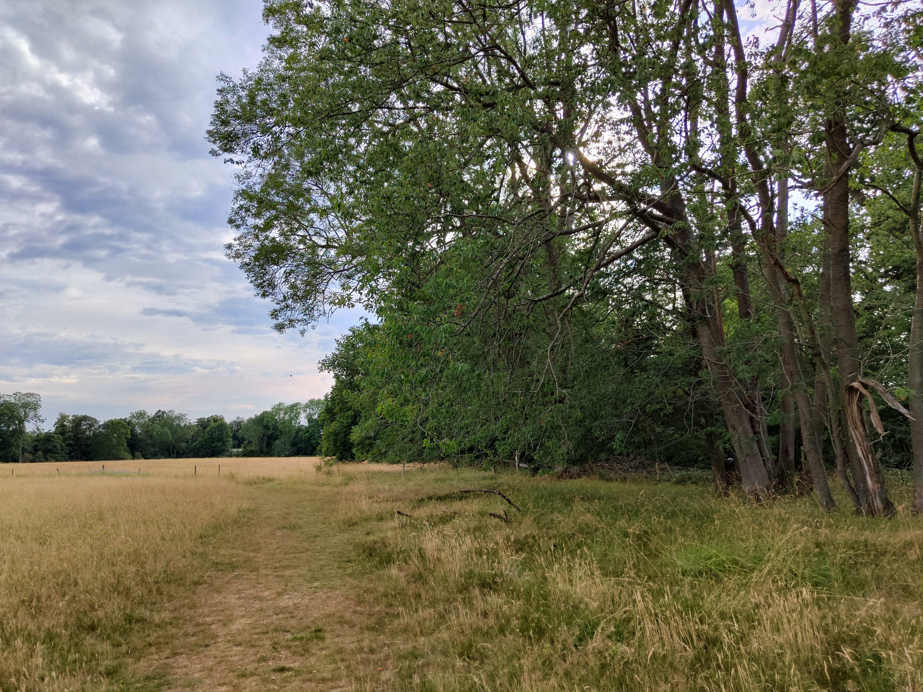 Photo of a field taken with the Nothing Phone 1.
