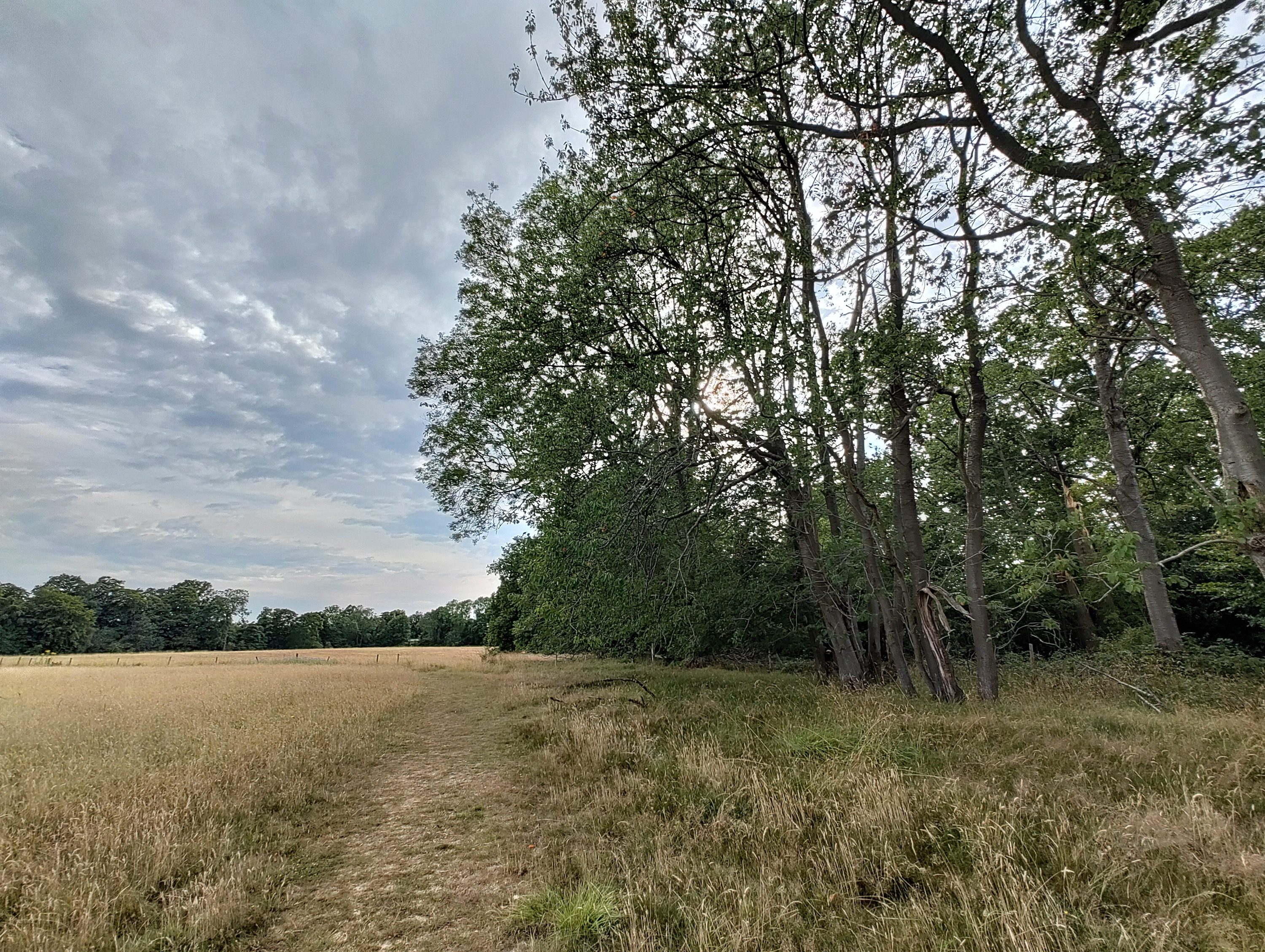 Wide photo of a field taken with the Nothing Phone 1.