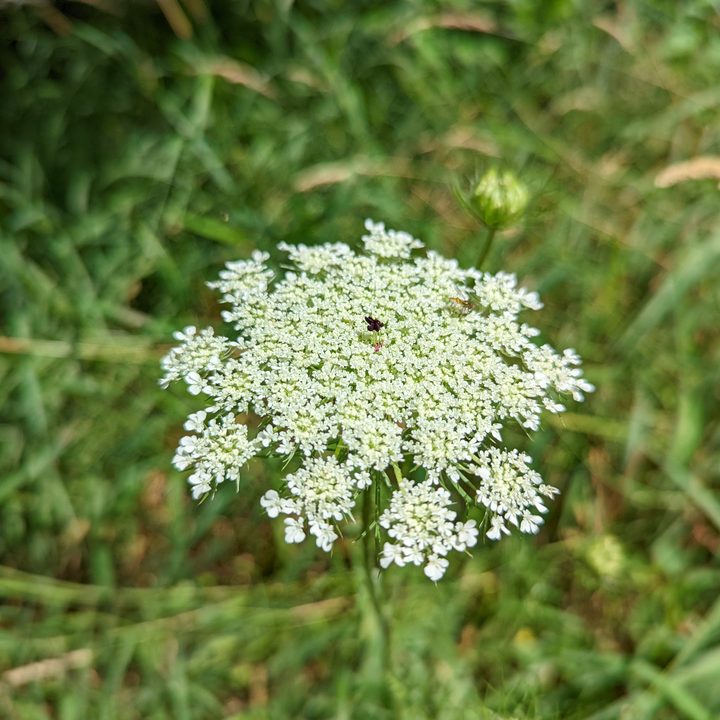 A large, white flower with a small bee on top of it.