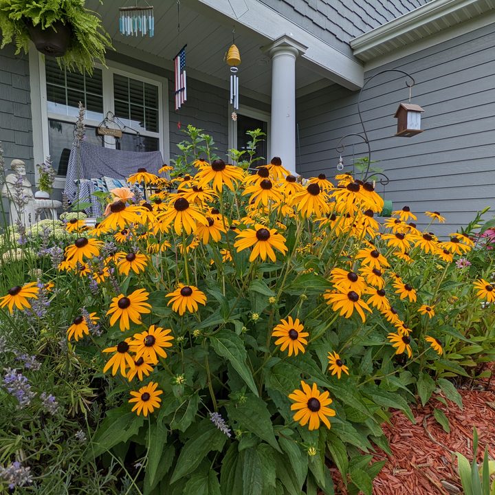 A group of yellow flowers, taken with an ultrawide camera.