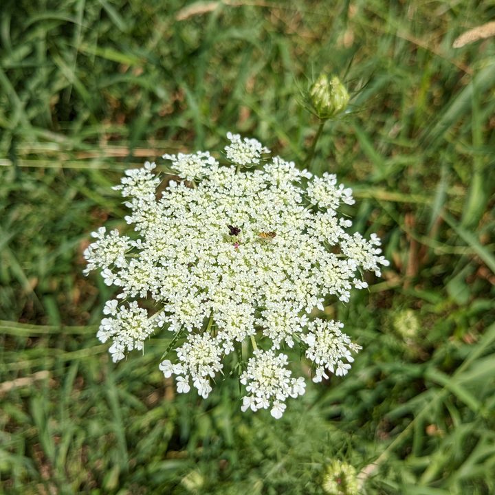 A large, white flower with a small bee on top of it.