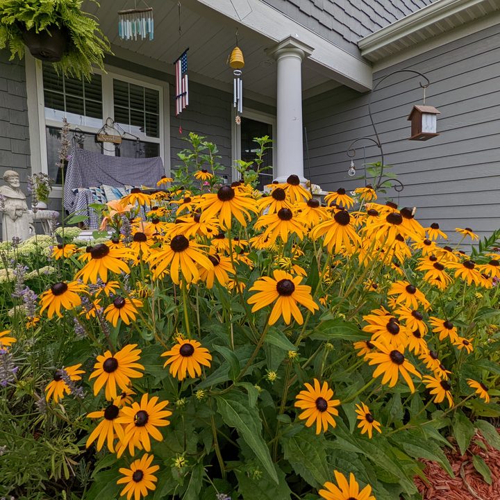 A group of yellow flowers, taken with an ultrawide camera.