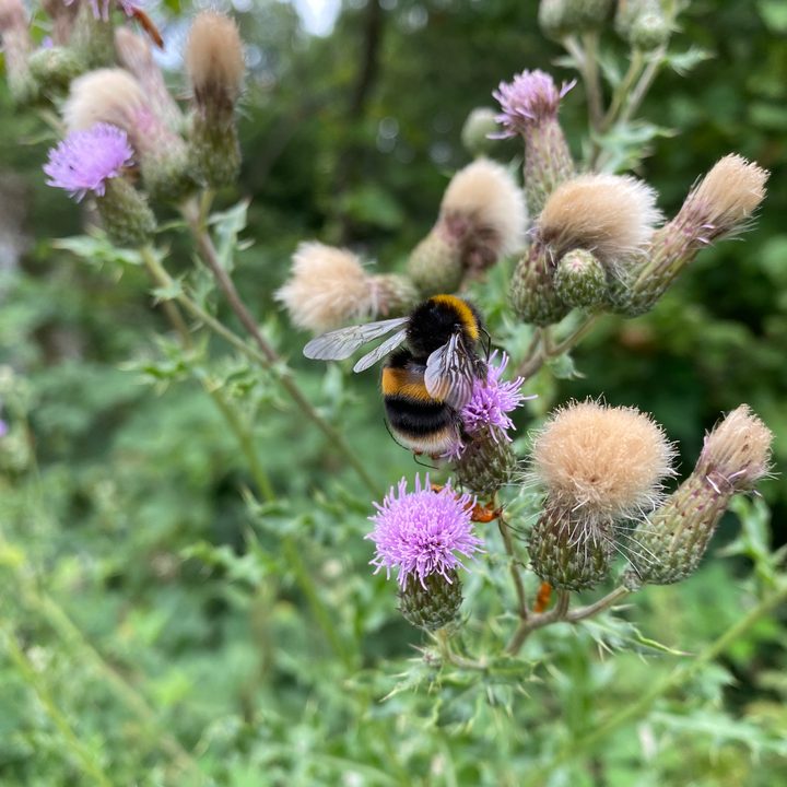 Apple iPhone 11 main camera photo.