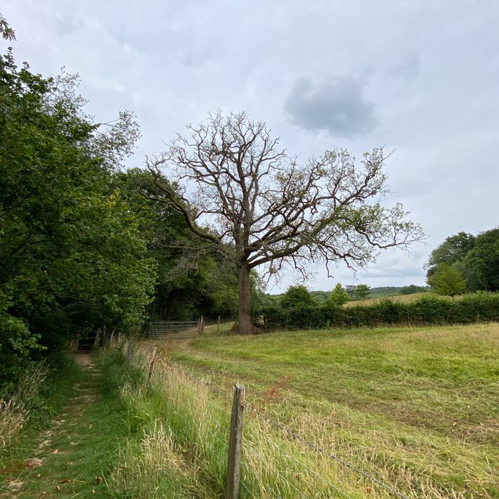 Apple iPhone 11 wide-angle photo.