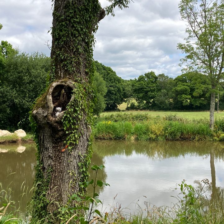 samsung galaxy a53 vs iphone se 2022 camera test zoom tree