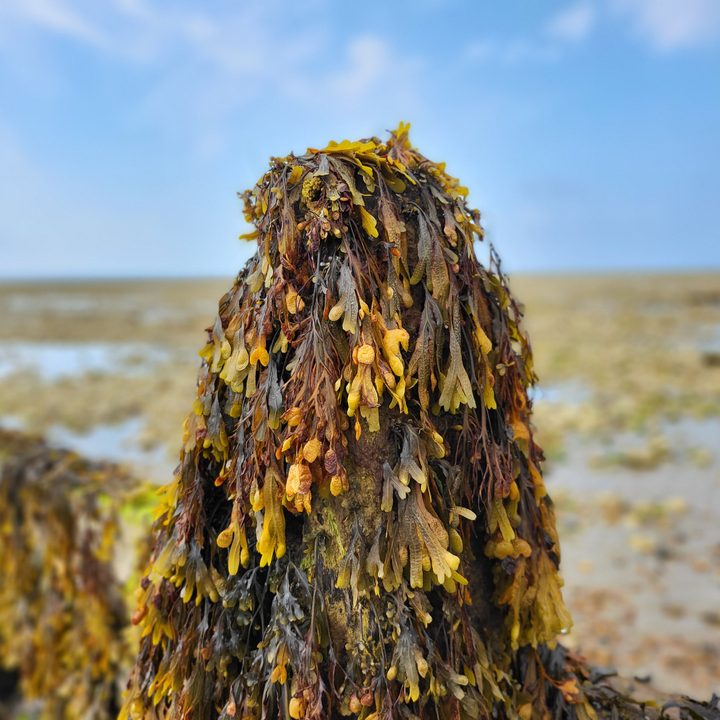 Portrait mode photo taken on the Galaxy Z Fold 3.