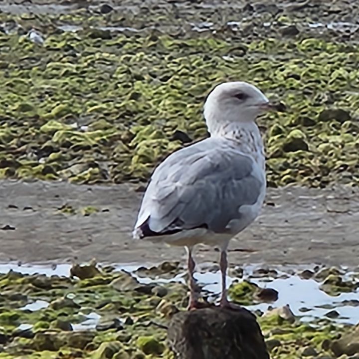30x zoom camera photo taken with the Galaxy Z Fold 4.