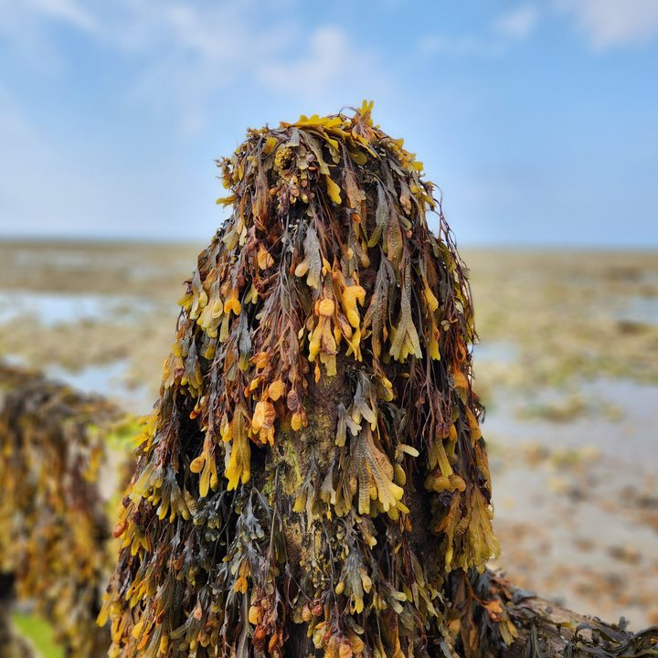 Portrait mode photo taken with the Galaxy Z Fold 4.