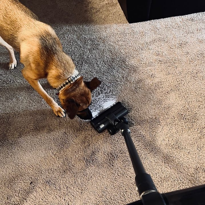 Levoit VortexIQ 40 being use to clean with a dog smelling it.