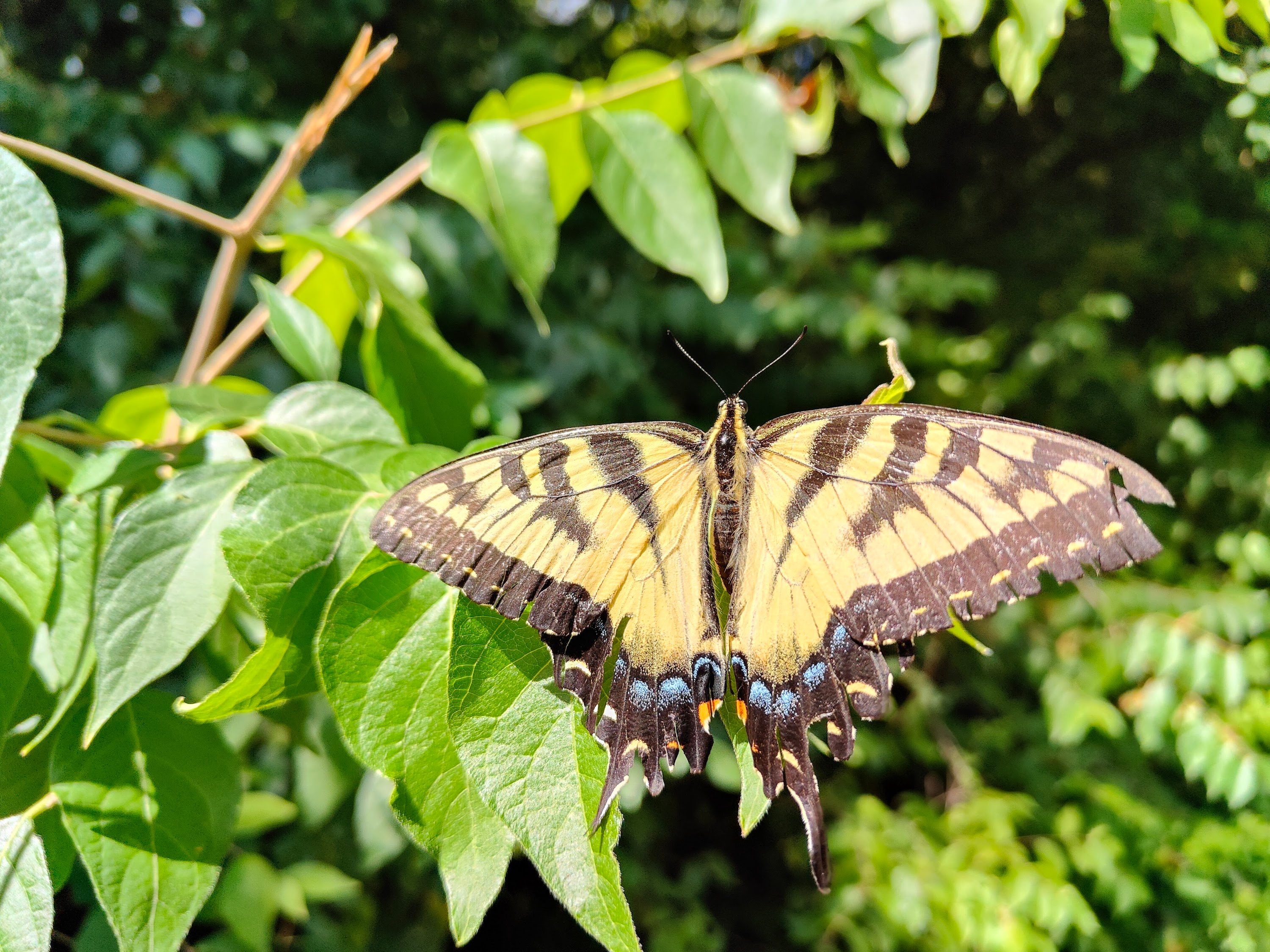 Photo of a butterfly taken with the OnePlus 10T.