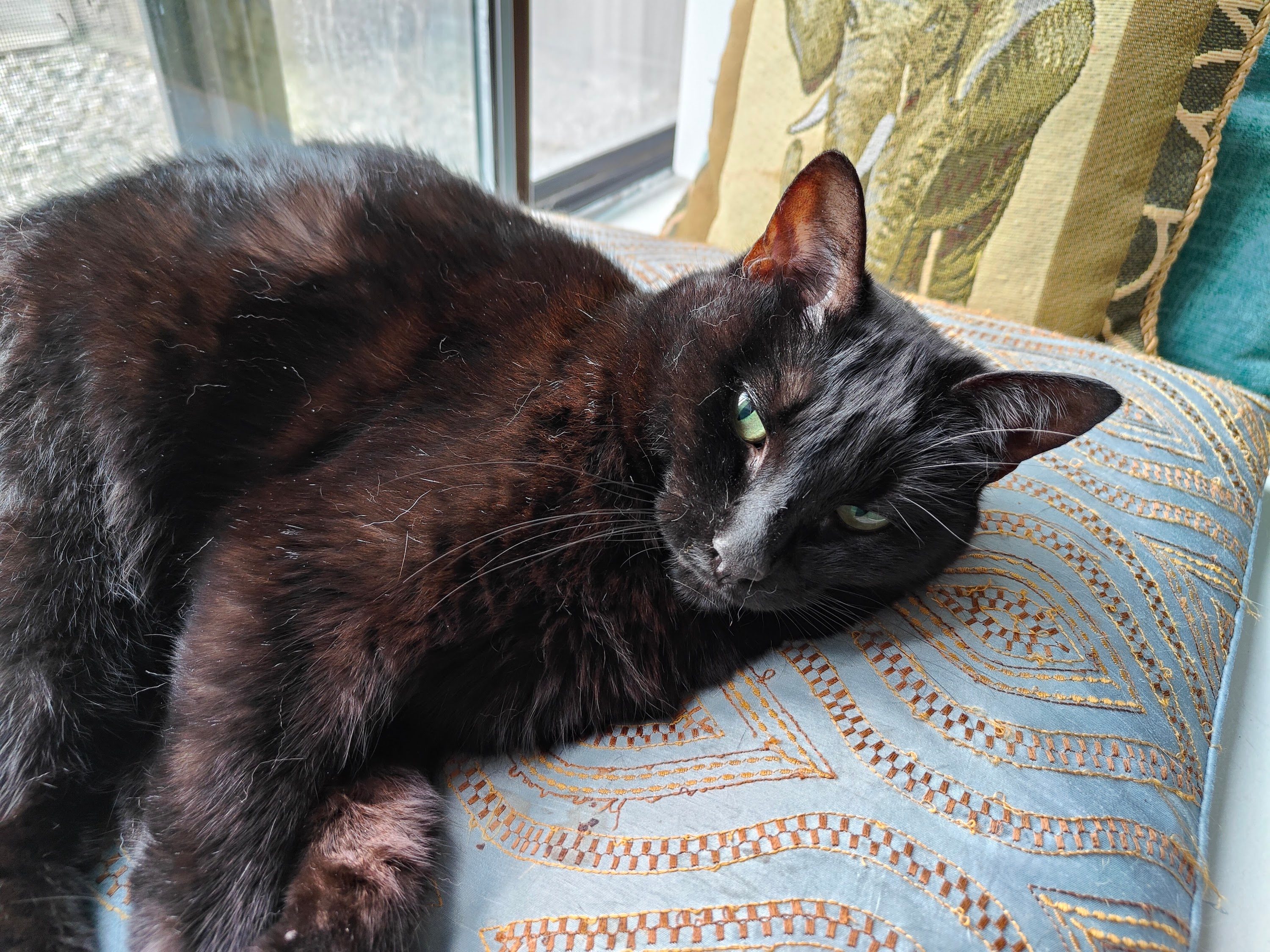 Photo of a cat taken with the OnePlus 10T.