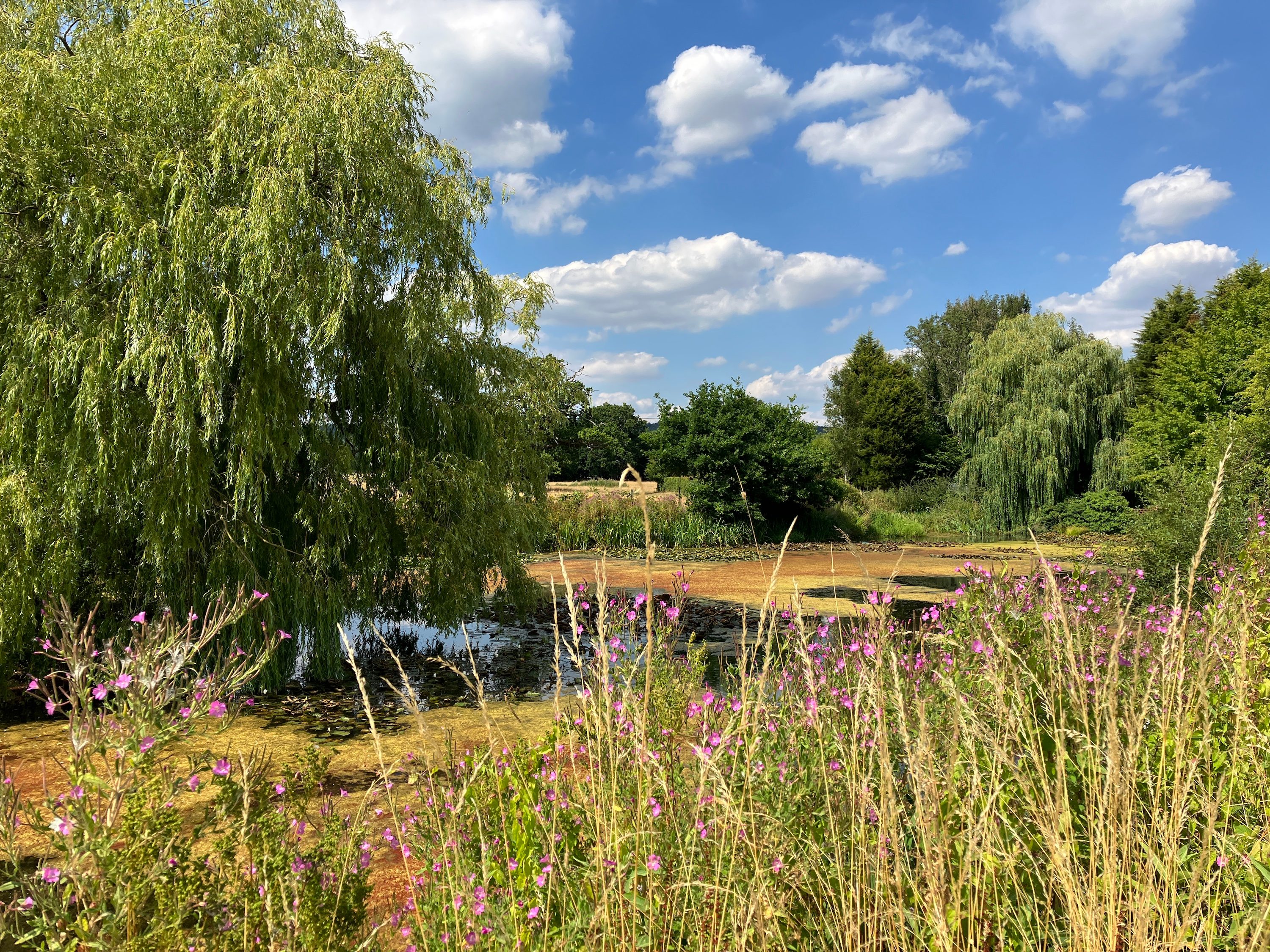Photo of a pond taken with the iPhone SE (2022).